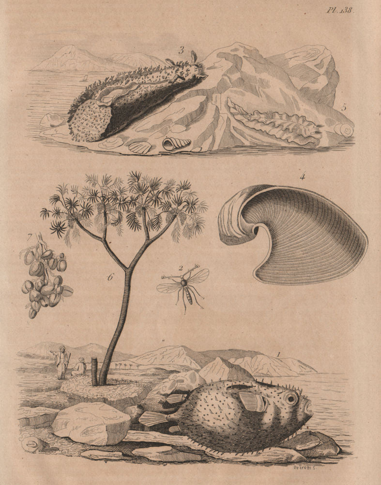 Porcupinefish. Diopsis/ichneumon wasp. Sea hare. Doris sea slug. Doum palm 1834